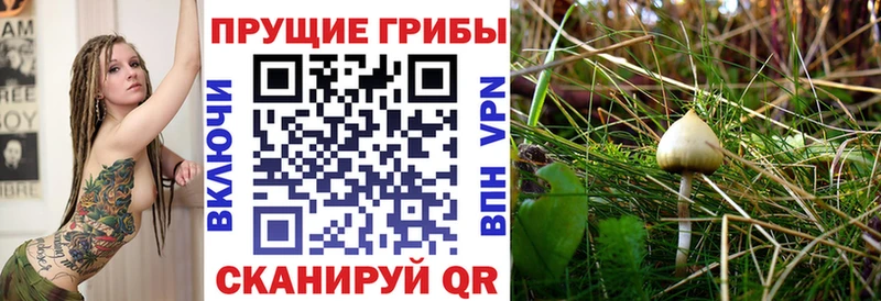 Купить где  Гудермес  Галлюциногенные грибы Psilocybine cubensis 